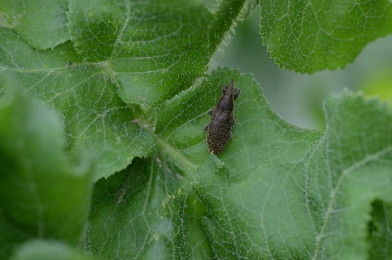 Larinus cynarae - No. Lixus umbellatarum